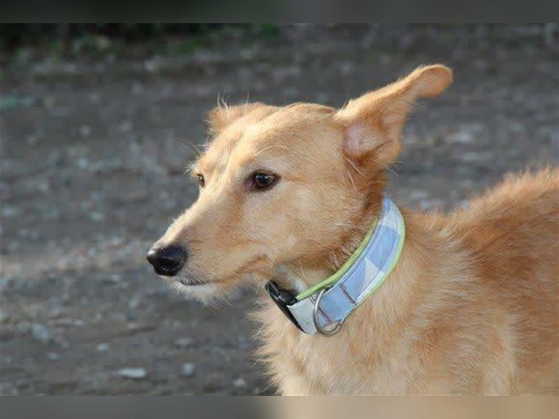 Robert (Spanien) - Struwwel-Podi-Andaluz sucht das kleine Hunde-Einmaleins