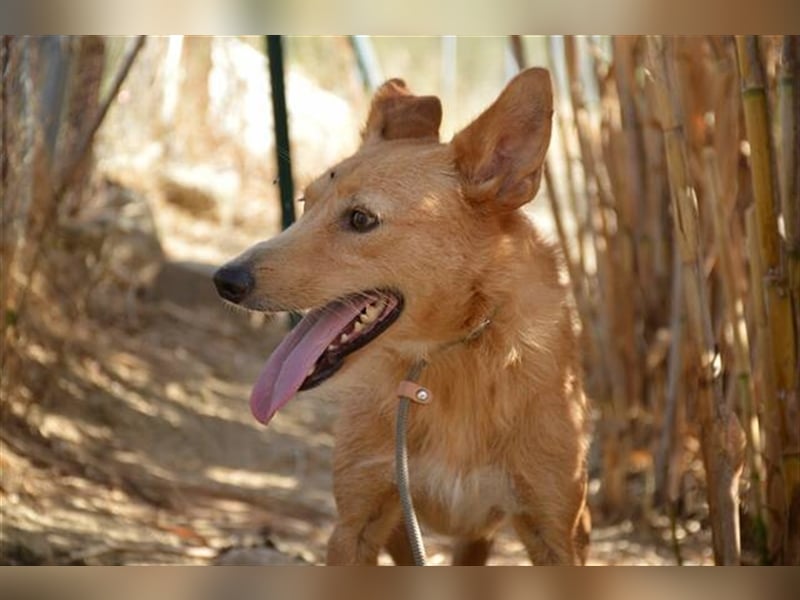 Robert (Spanien) - Struwwel-Podi-Andaluz sucht das kleine Hunde-Einmaleins