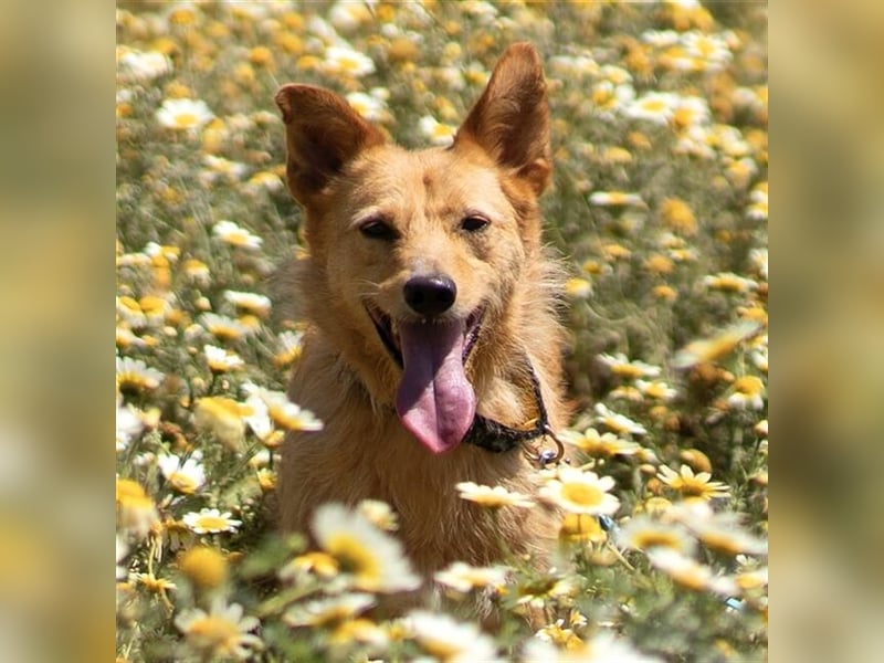 Robert (Spanien) - Struwwel-Podi-Andaluz sucht das kleine Hunde-Einmaleins
