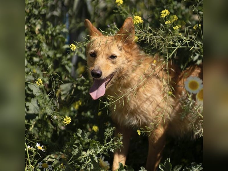 Robert (Spanien) - Struwwel-Podi-Andaluz sucht das kleine Hunde-Einmaleins