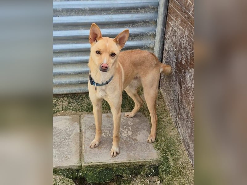 Nico , ein toller Familienhund