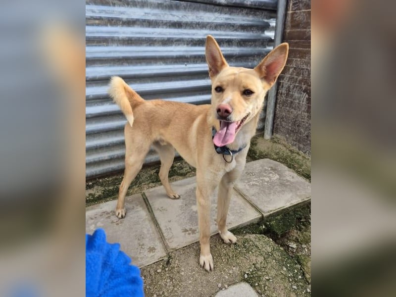 Nico , ein toller Familienhund