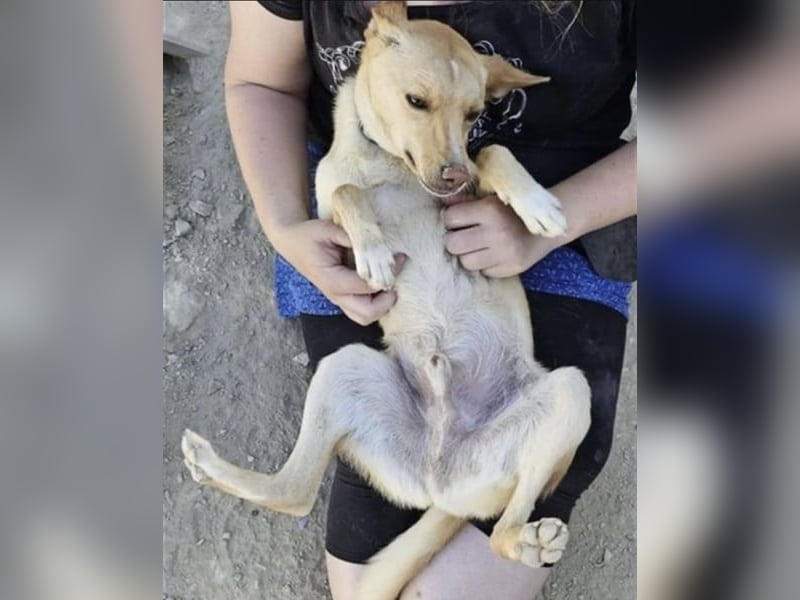 Nico , ein toller Familienhund