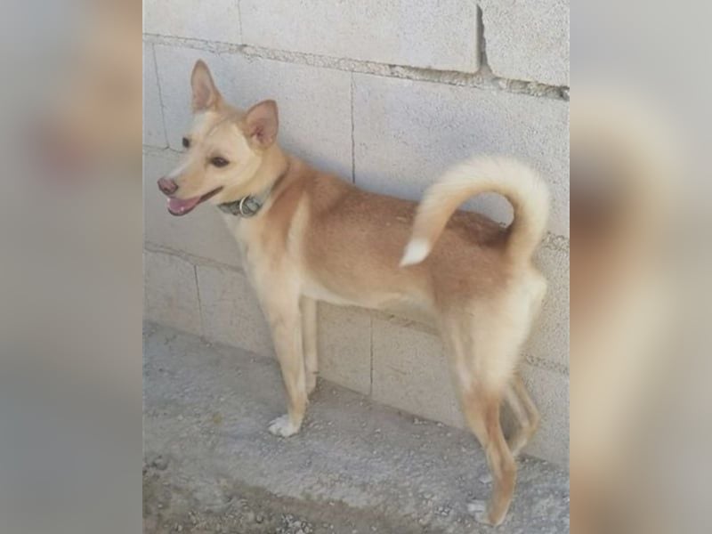 Nico , ein toller Familienhund