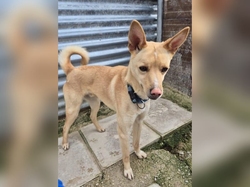 Nico , ein toller Familienhund