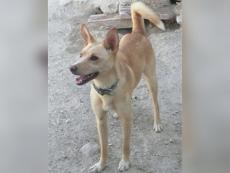 Nico , ein toller Familienhund
