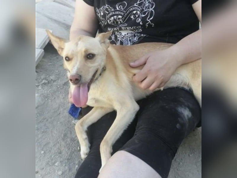 Nico , ein toller Familienhund