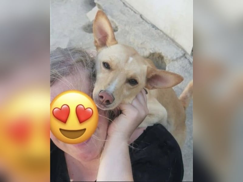 Nico , ein toller Familienhund