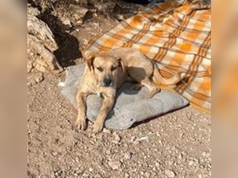 sehr lieber ruhiger AMIC❤️sucht Zuhause für Immer