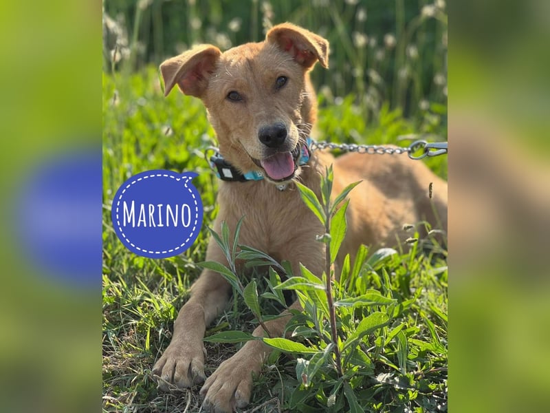 Marino - en Goldstück
