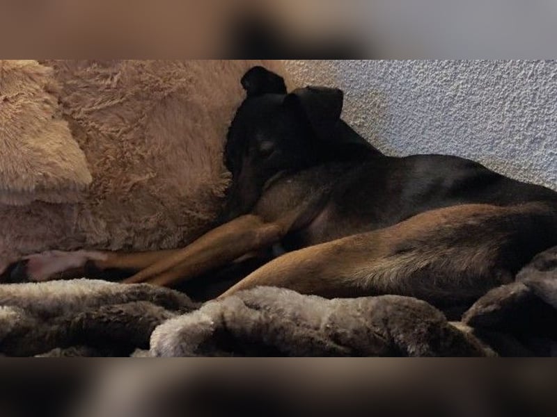Falco wünscht sich ein Für-Immer-Zuhause