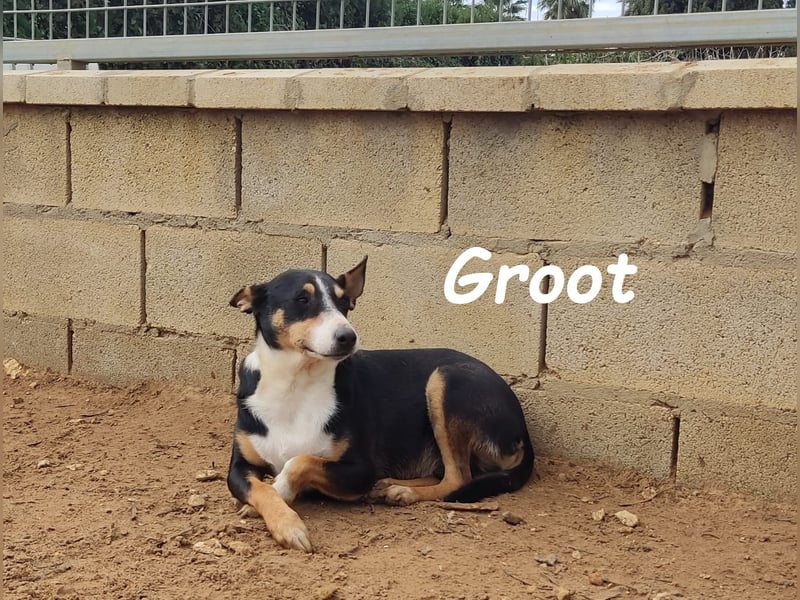 Groot 11/2018 (ESP) - sozialer und feinfühliger, kleiner Podenco-Mix!