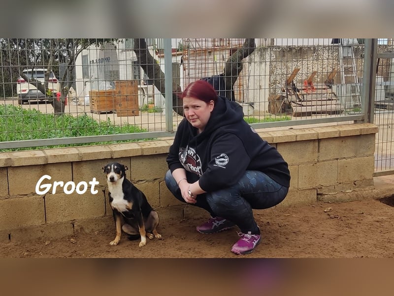 Groot 11/2018 (ESP) - sozialer und feinfühliger, kleiner Podenco-Mix!