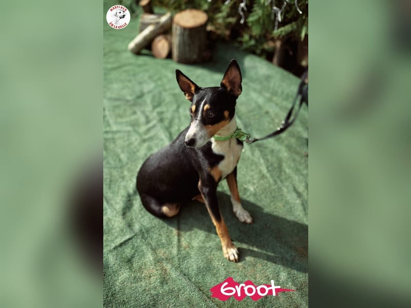 Groot 11/2018 (ESP) - sozialer und feinfühliger, kleiner Podenco-Mix!