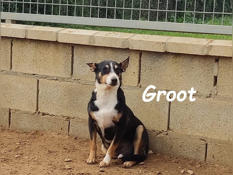 Groot 11/2018 (ESP) - sozialer und feinfühliger, kleiner Podenco-Mix!
