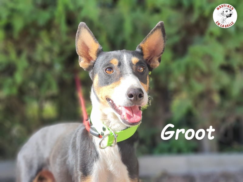 Groot 11/2018 (ESP) - sozialer und feinfühliger, kleiner Podenco-Mix!