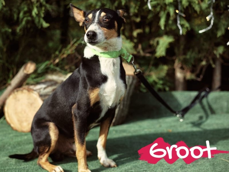 Groot 11/2018 (ESP) - sozialer und feinfühliger, kleiner Podenco-Mix!