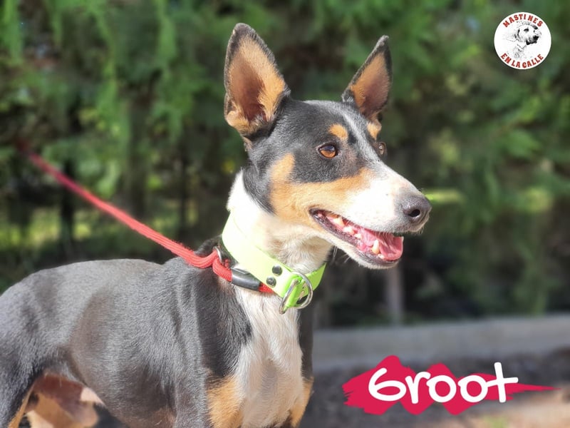 Groot 11/2018 (ESP) - sozialer und feinfühliger, kleiner Podenco-Mix!