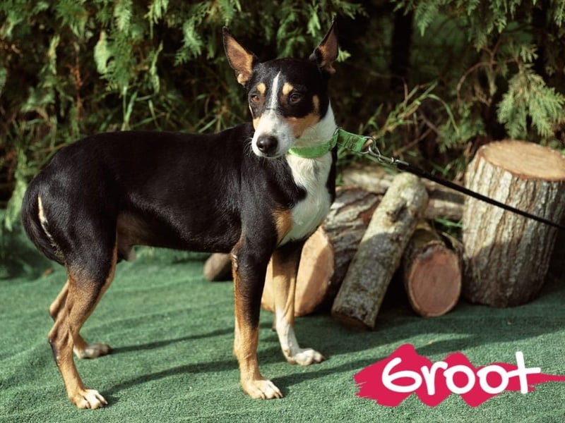 Groot 11/2018 (ESP) - sozialer und feinfühliger, kleiner Podenco-Mix!