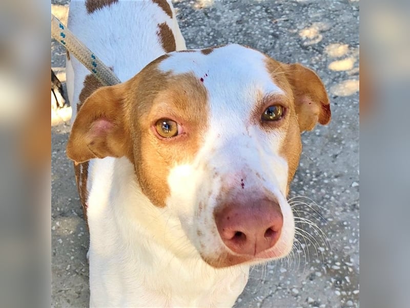 Luno (Spanien) - Gute Laune-Hund und Springinsfeld