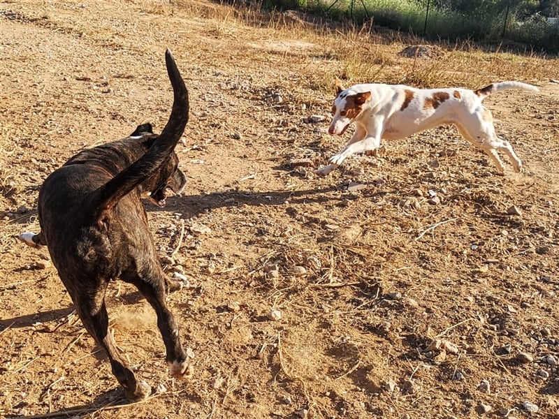Luno (Spanien) - Gute Laune-Hund und Springinsfeld