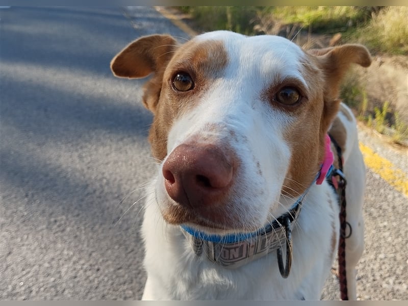 Luno (Spanien) - Gute Laune-Hund und Springinsfeld