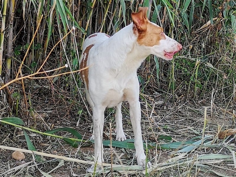 Luno (Spanien) - Gute Laune-Hund und Springinsfeld