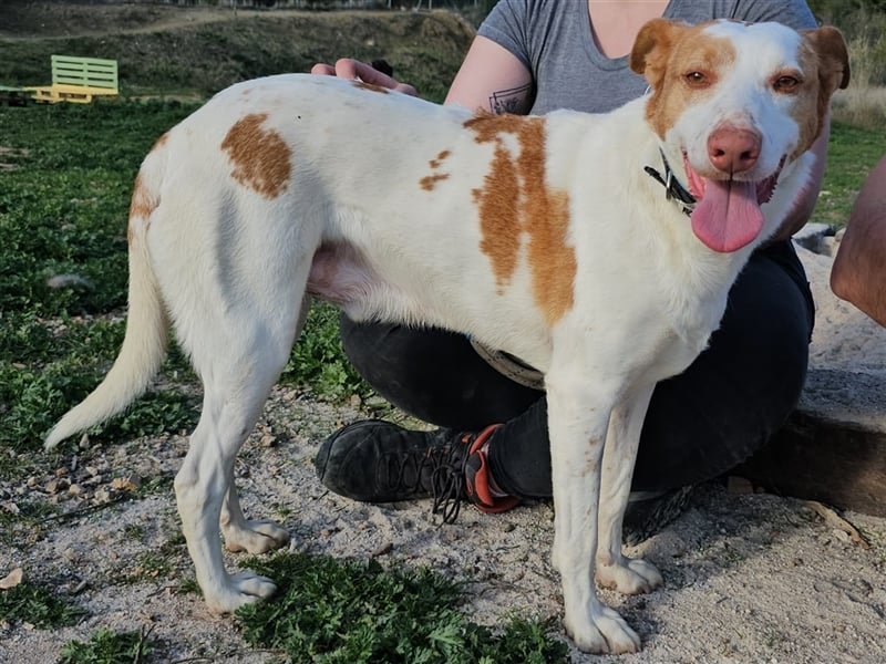 Luno (Spanien) - Gute Laune-Hund und Springinsfeld