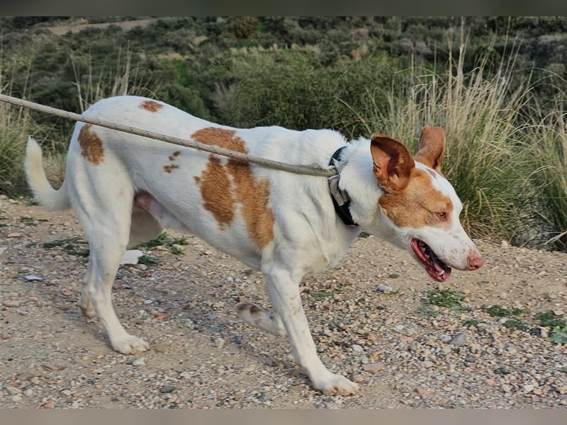 Luno (Spanien) - Gute Laune-Hund und Springinsfeld