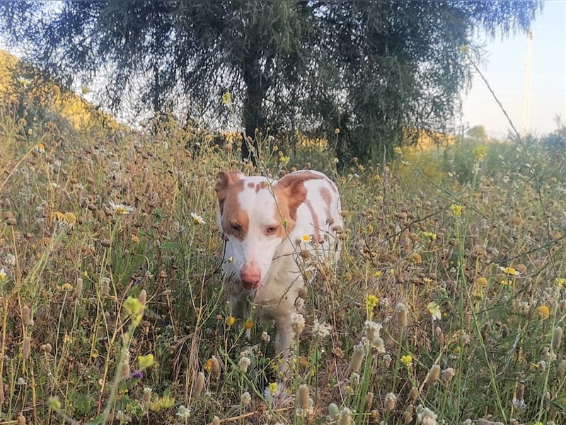 Luno (Spanien) - Gute Laune-Hund und Springinsfeld