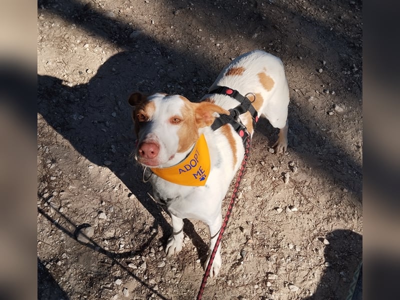 Luno (Spanien) - Gute Laune-Hund und Springinsfeld