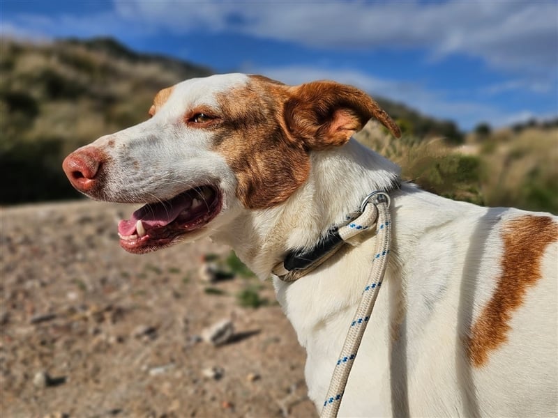 Luno (Spanien) - Gute Laune-Hund und Springinsfeld