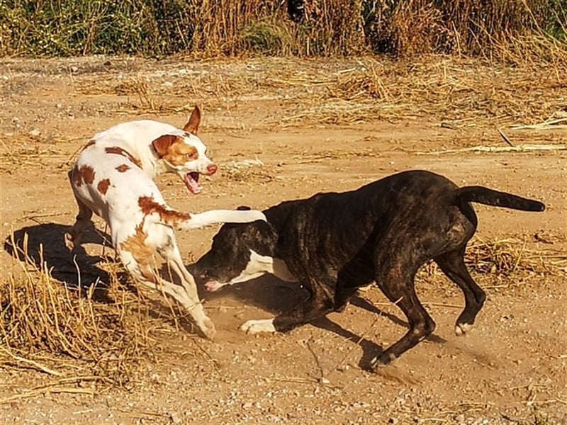 Luno (Spanien) - Gute Laune-Hund und Springinsfeld