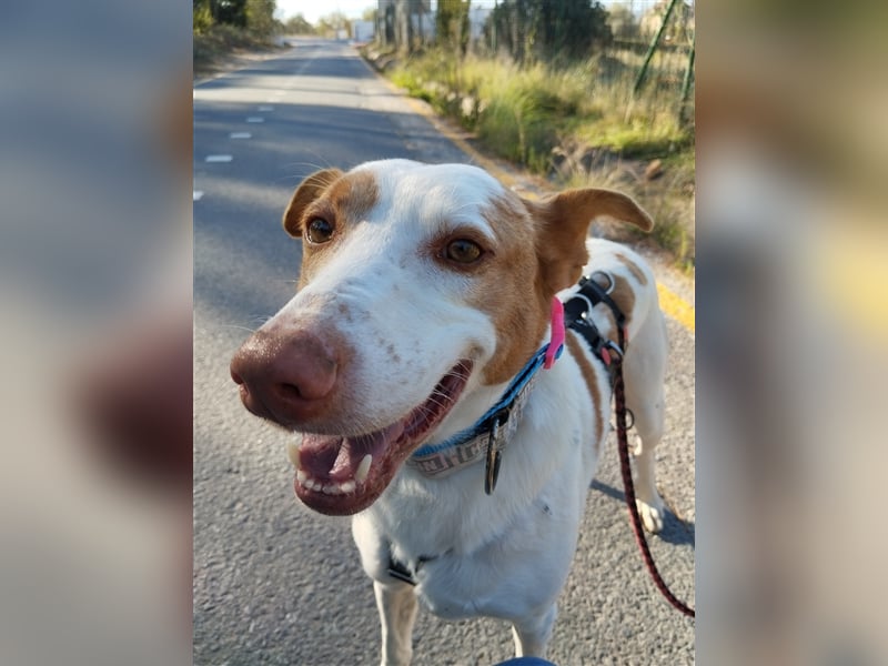 Luno (Spanien) - Gute Laune-Hund und Springinsfeld