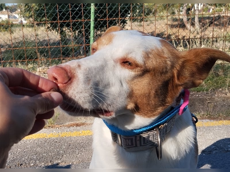 Luno (Spanien) - Gute Laune-Hund und Springinsfeld