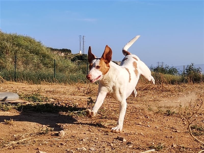 Luno (Spanien) - Gute Laune-Hund und Springinsfeld