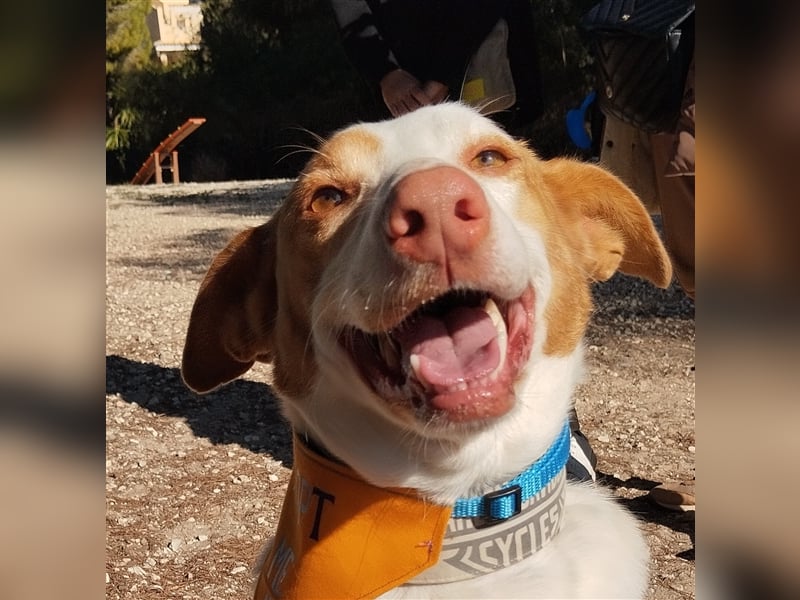 Luno (Spanien) - Gute Laune-Hund und Springinsfeld