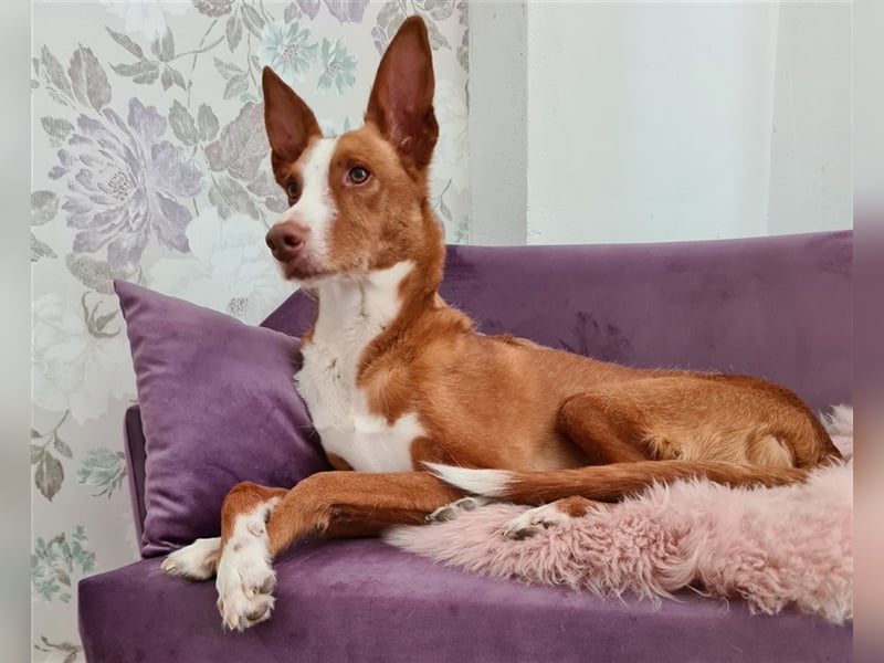 Foxy (D) liebt ganz besonders Männer
