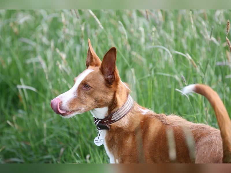 Foxy (D) liebt ganz besonders Männer