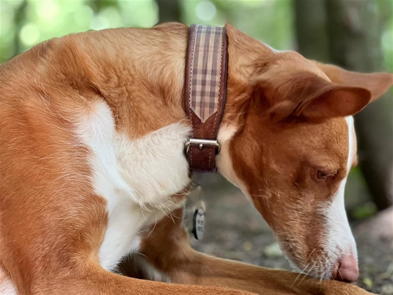 Foxy (D) liebt ganz besonders Männer