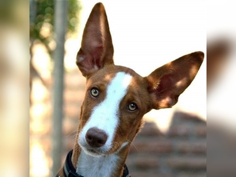 Foxy (D) liebt ganz besonders Männer