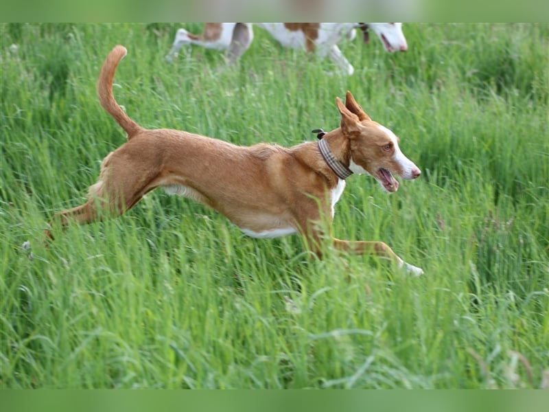 Foxy (D) liebt ganz besonders Männer