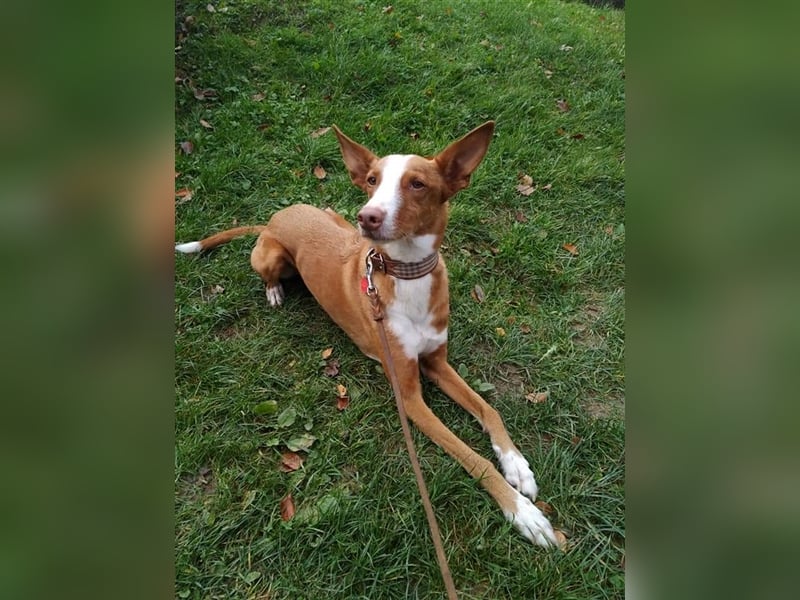 Foxy (D) liebt ganz besonders Männer