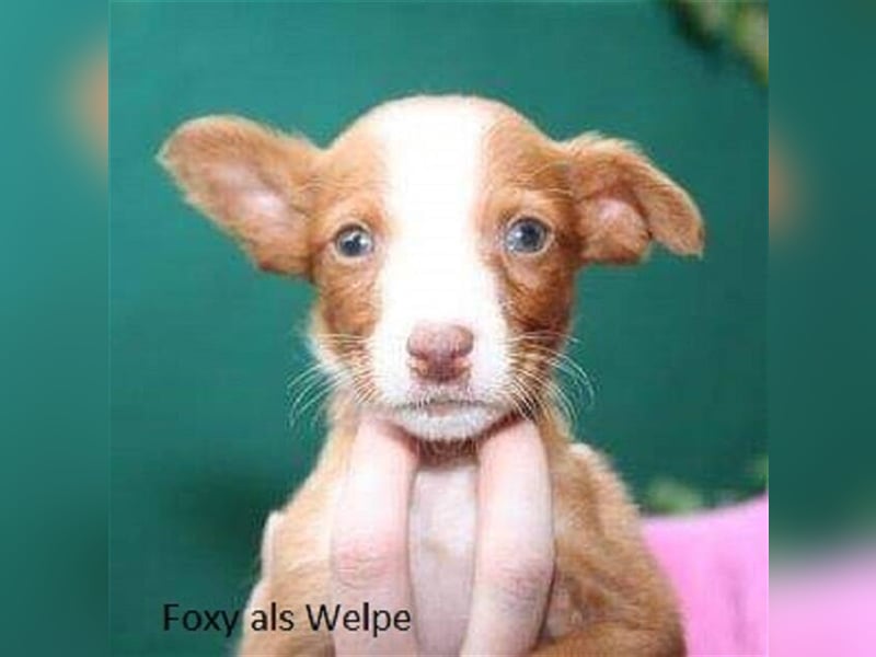 Foxy (D) liebt ganz besonders Männer