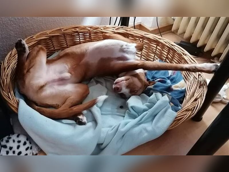 Foxy (D) liebt ganz besonders Männer