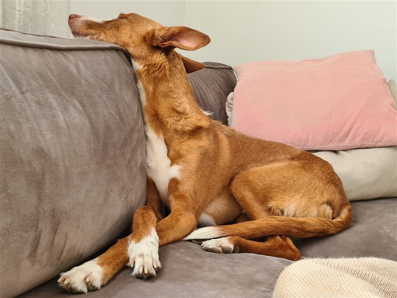 Foxy (D) liebt ganz besonders Männer