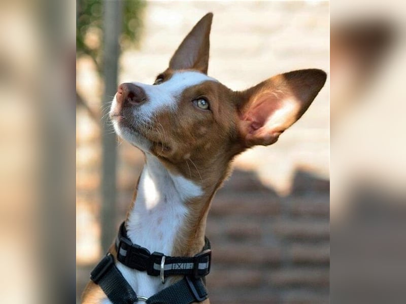 Foxy (D) liebt ganz besonders Männer