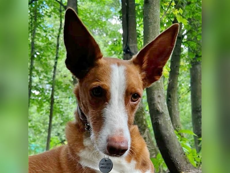 Foxy (D) liebt ganz besonders Männer