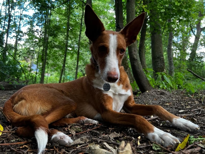 Foxy (D) liebt ganz besonders Männer