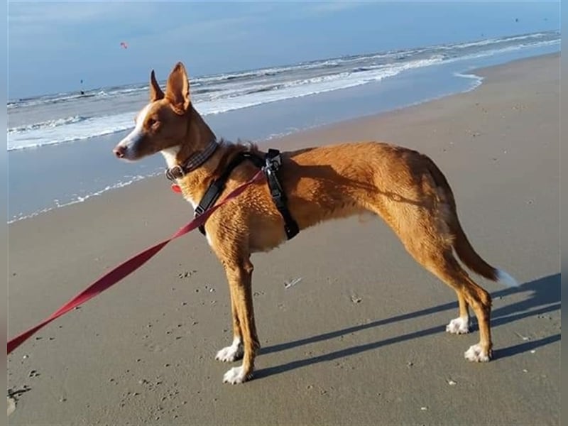 Foxy (D) liebt ganz besonders Männer